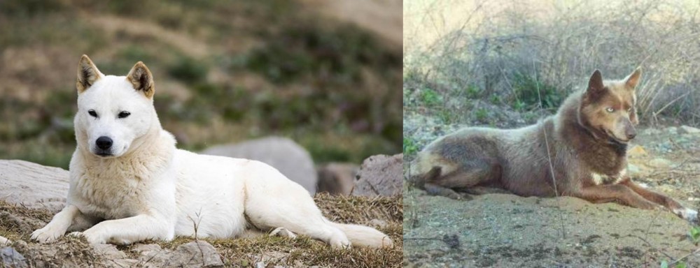 Tahltan Bear Dog vs Jindo - Breed Comparison