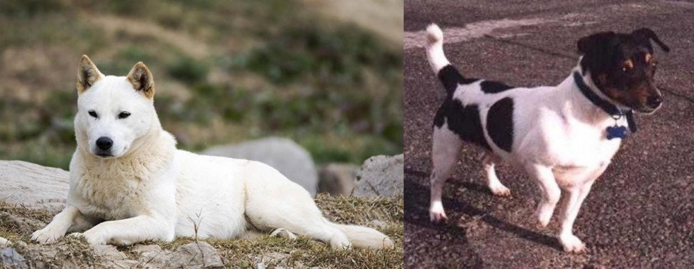 Teddy Roosevelt Terrier vs Jindo - Breed Comparison