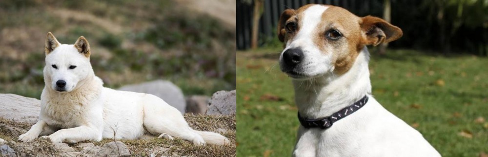 Tenterfield Terrier vs Jindo - Breed Comparison
