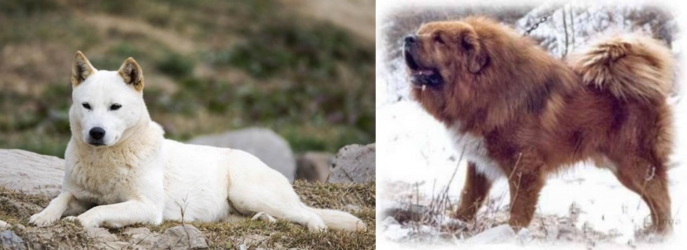 Tibetan Kyi Apso vs Jindo - Breed Comparison
