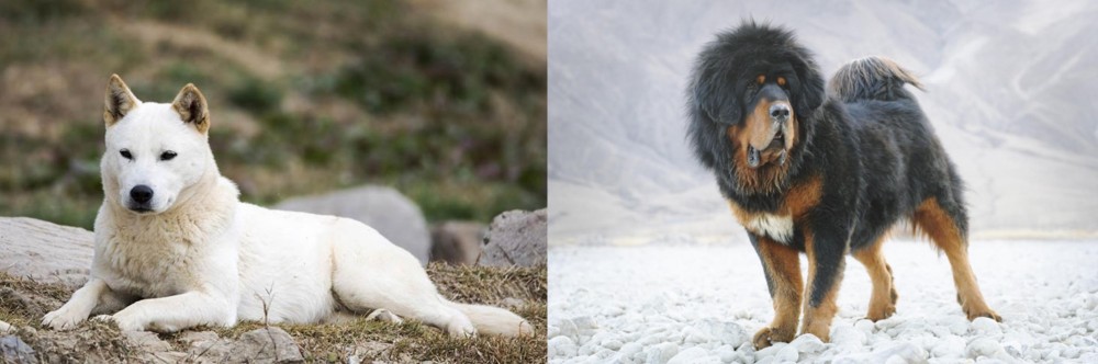 Tibetan Mastiff vs Jindo - Breed Comparison