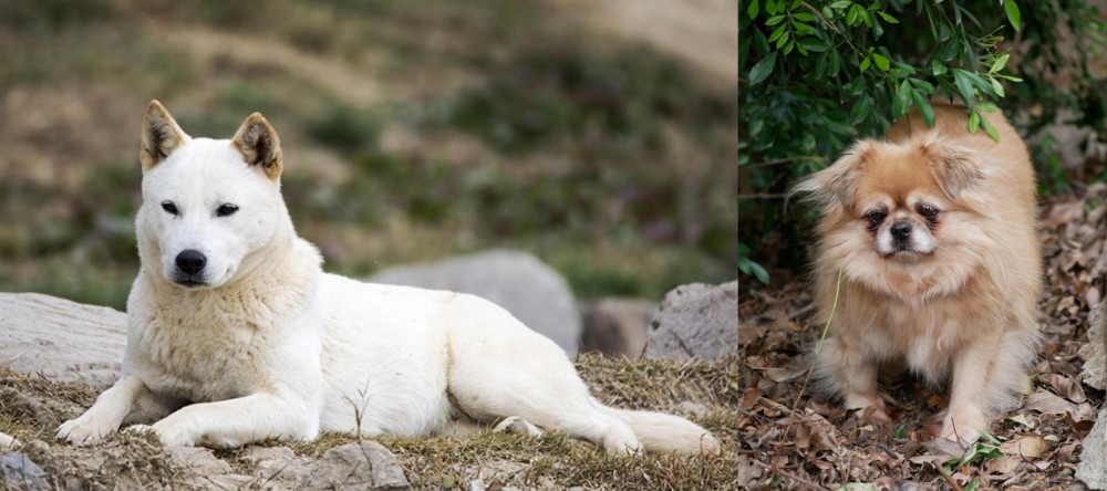 Tibetan Spaniel vs Jindo - Breed Comparison