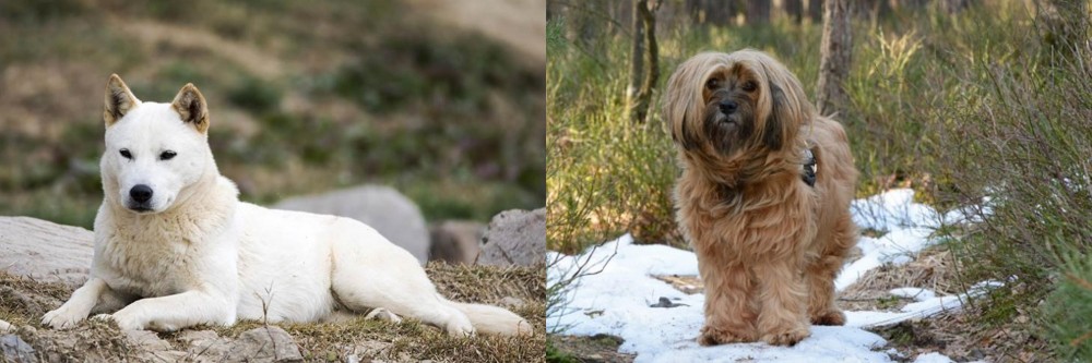 Tibetan Terrier vs Jindo - Breed Comparison