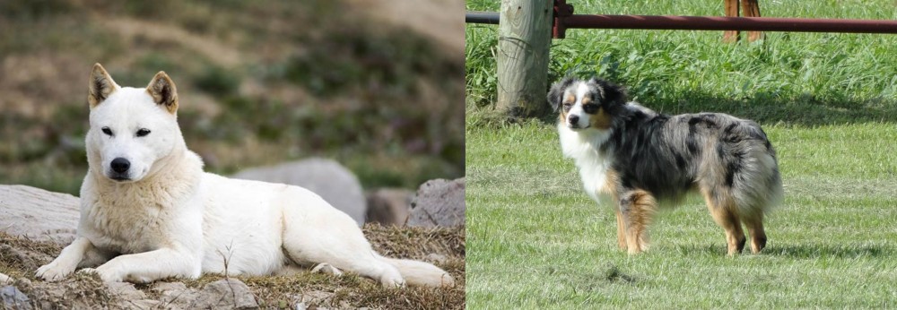 Toy Australian Shepherd vs Jindo - Breed Comparison