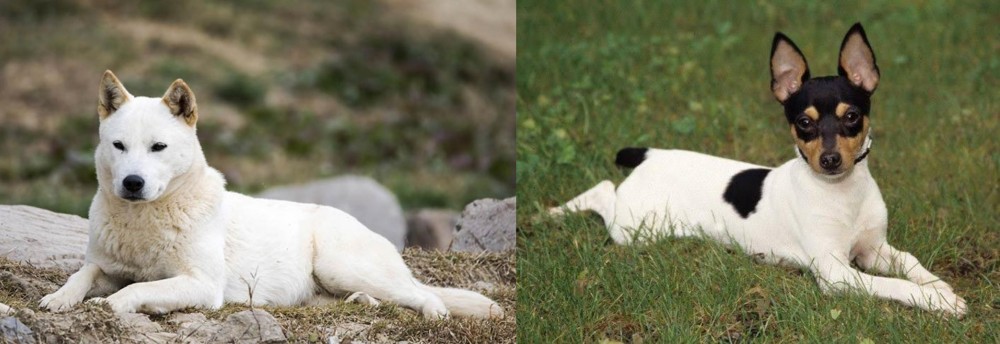 Toy Fox Terrier vs Jindo - Breed Comparison