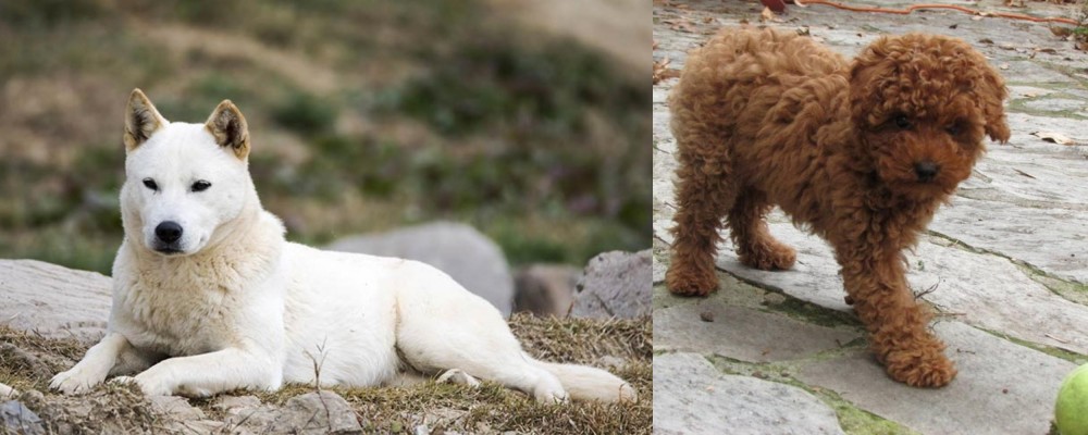 Toy Poodle vs Jindo - Breed Comparison