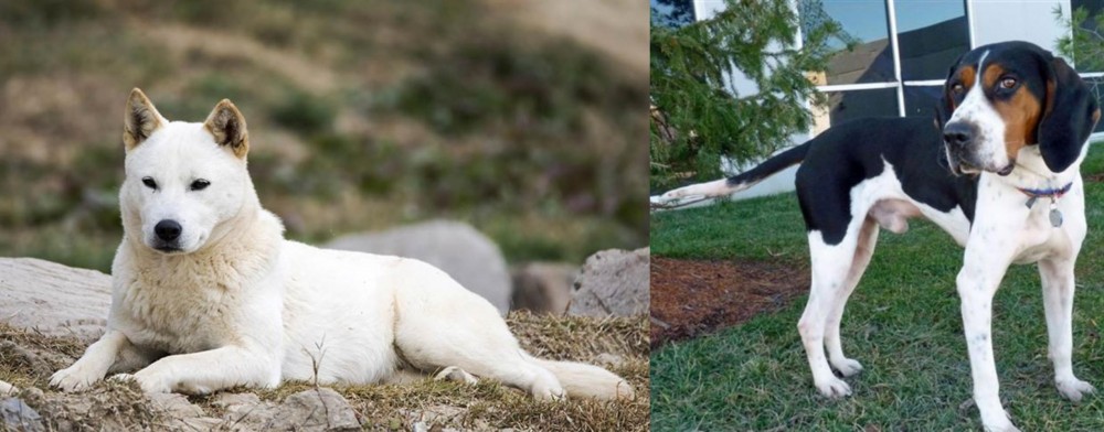 Treeing Walker Coonhound vs Jindo - Breed Comparison