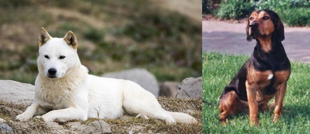 Tyrolean Hound vs Jindo - Breed Comparison