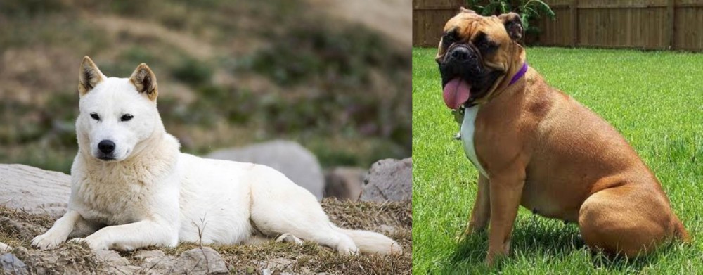 Valley Bulldog vs Jindo - Breed Comparison