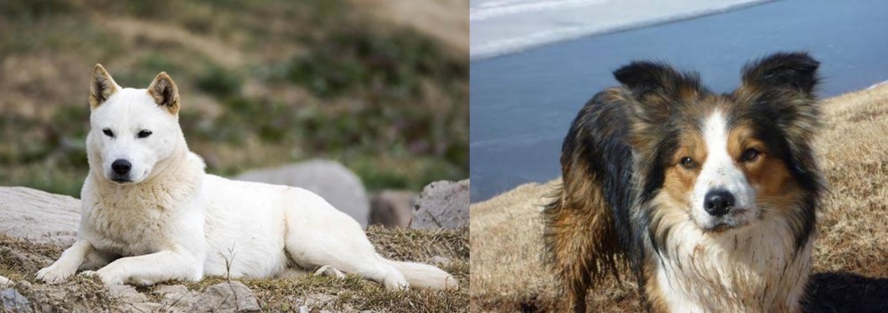 Welsh Sheepdog vs Jindo - Breed Comparison