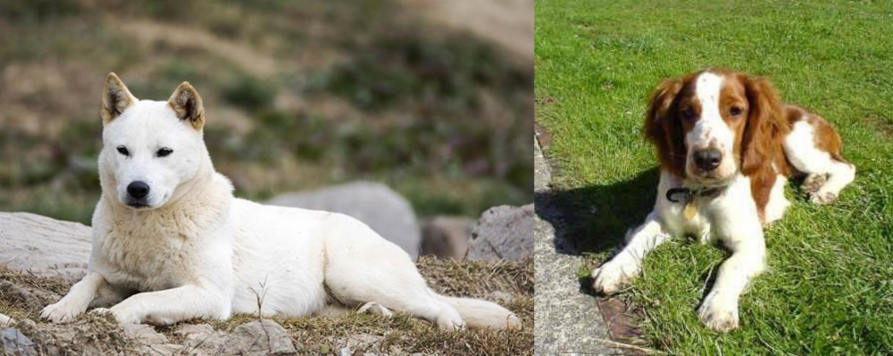 Welsh Springer Spaniel vs Jindo - Breed Comparison
