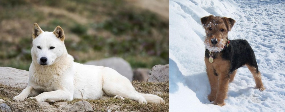 Welsh Terrier vs Jindo - Breed Comparison