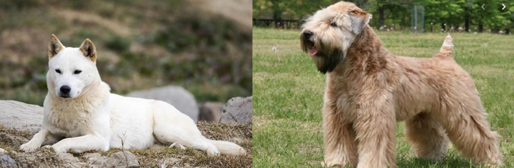 Wheaten Terrier vs Jindo - Breed Comparison