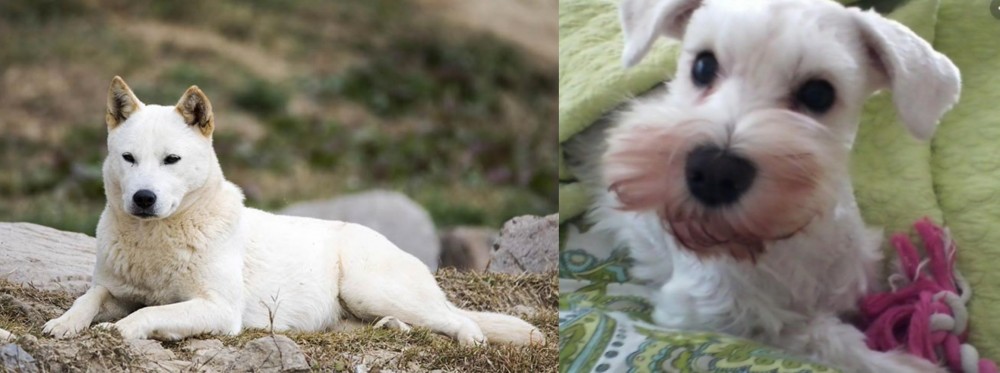 White Schnauzer vs Jindo - Breed Comparison