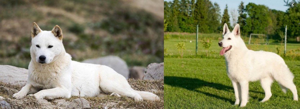 White Shepherd vs Jindo - Breed Comparison