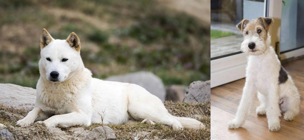 Wire Fox Terrier vs Jindo - Breed Comparison