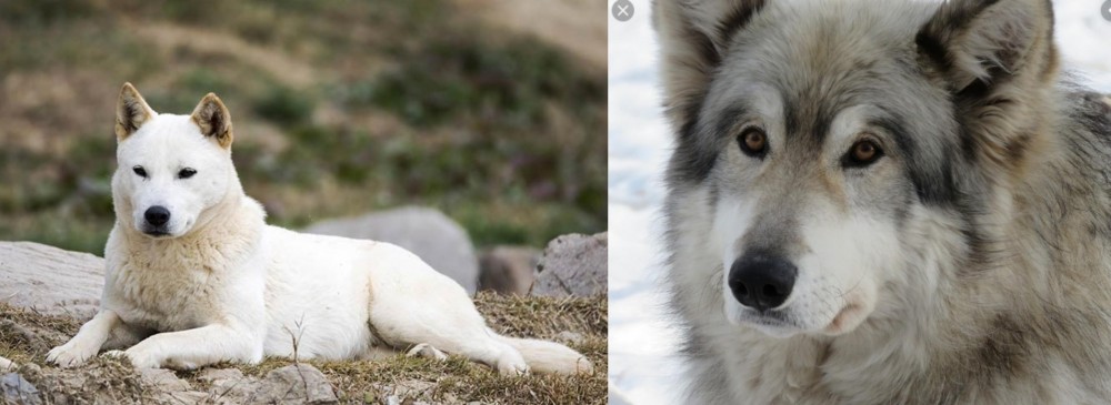 Wolfdog vs Jindo - Breed Comparison