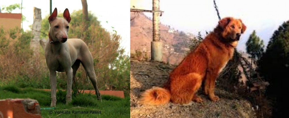 Himalayan Sheepdog vs Jonangi - Breed Comparison