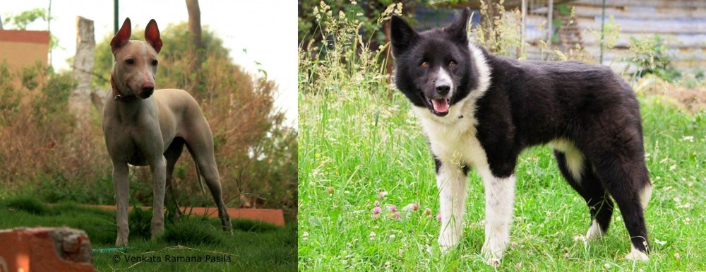 Karelian Bear Dog vs Jonangi - Breed Comparison