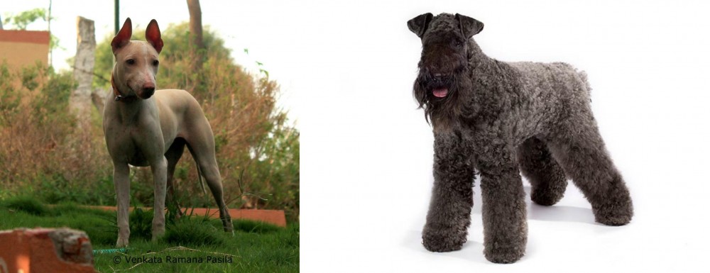 Kerry Blue Terrier vs Jonangi - Breed Comparison
