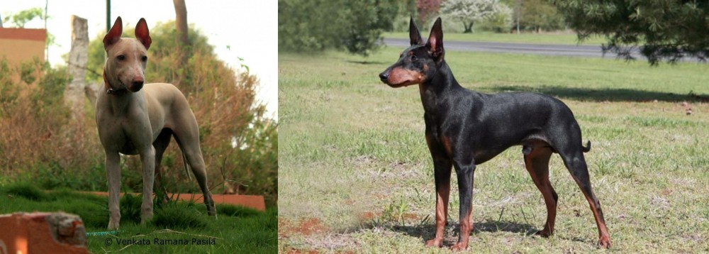 Manchester Terrier vs Jonangi - Breed Comparison