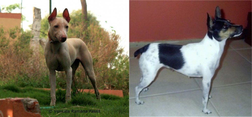 Miniature Fox Terrier vs Jonangi - Breed Comparison