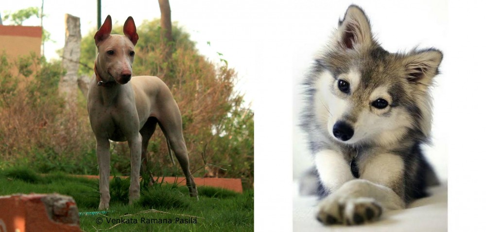 Miniature Siberian Husky vs Jonangi - Breed Comparison