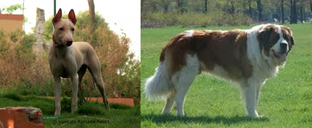 Moscow Watchdog vs Jonangi - Breed Comparison