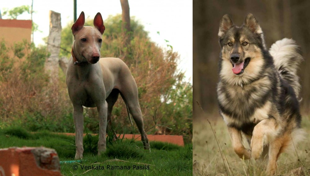 Native American Indian Dog vs Jonangi - Breed Comparison