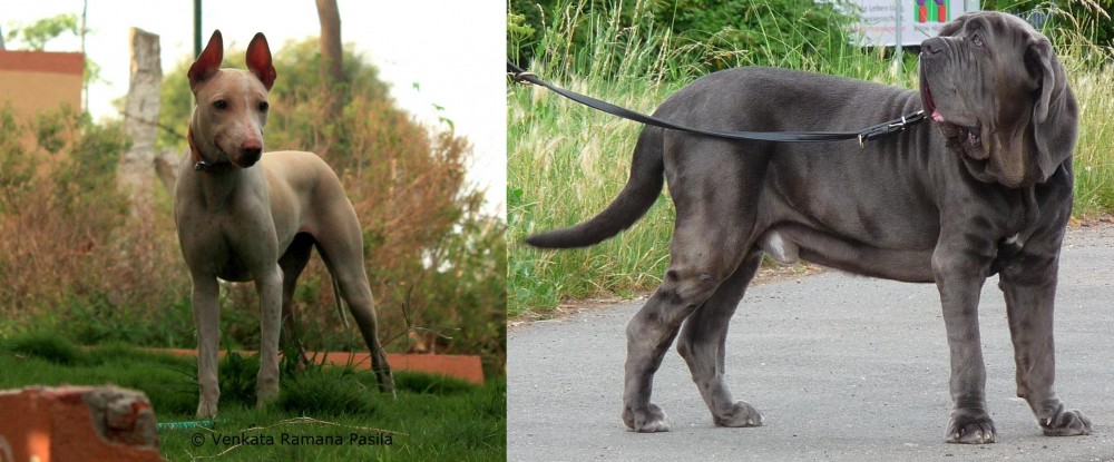 Neapolitan Mastiff vs Jonangi - Breed Comparison