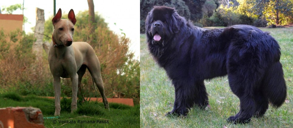 Newfoundland Dog vs Jonangi - Breed Comparison