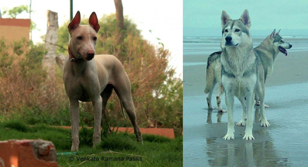 Northern Inuit Dog vs Jonangi - Breed Comparison