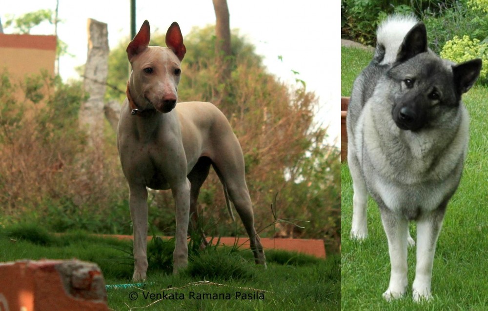 Norwegian Elkhound vs Jonangi - Breed Comparison
