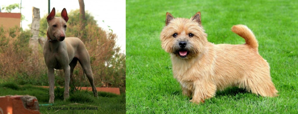 Norwich Terrier vs Jonangi - Breed Comparison