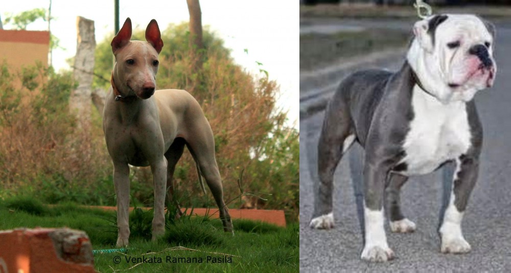 Old English Bulldog vs Jonangi - Breed Comparison