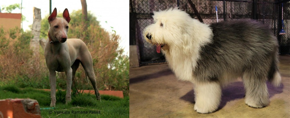 Old English Sheepdog vs Jonangi - Breed Comparison