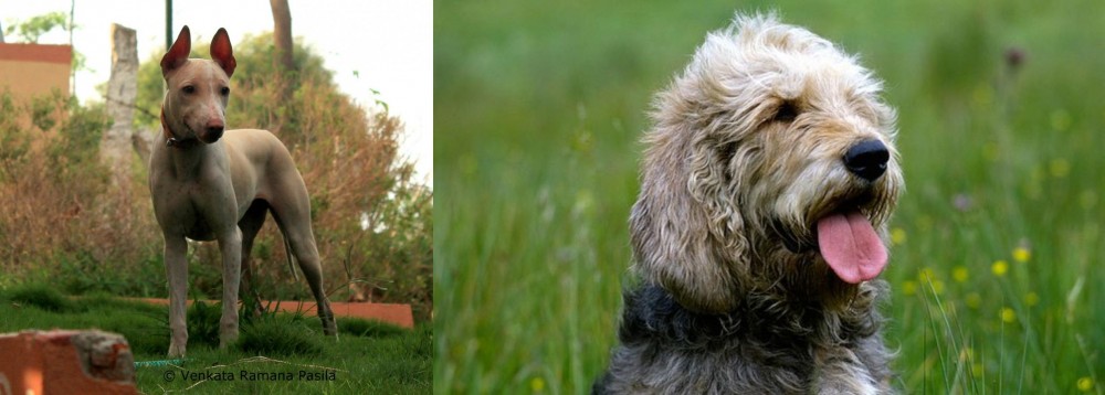 Otterhound vs Jonangi - Breed Comparison