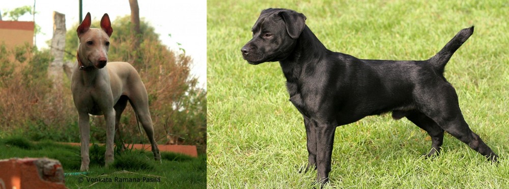 Patterdale Terrier vs Jonangi - Breed Comparison