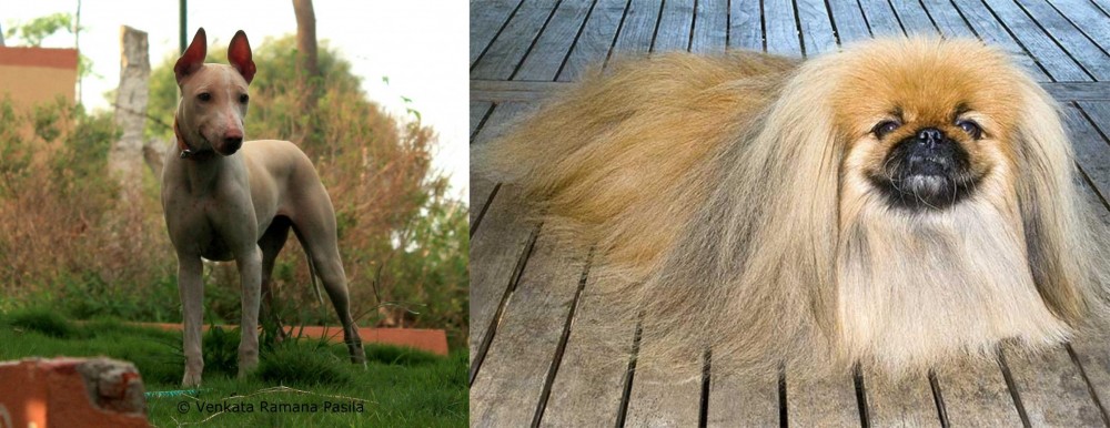 Pekingese vs Jonangi - Breed Comparison