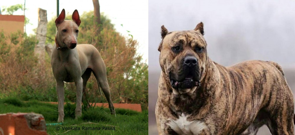 Perro de Presa Canario vs Jonangi - Breed Comparison