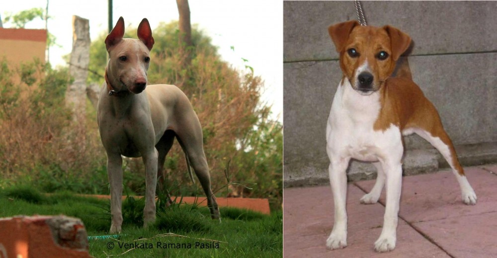 Plummer Terrier vs Jonangi - Breed Comparison