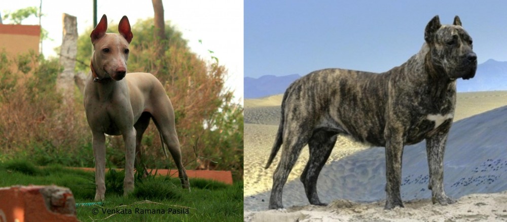 Presa Canario vs Jonangi - Breed Comparison