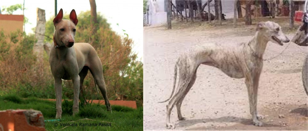 Rampur Greyhound vs Jonangi - Breed Comparison
