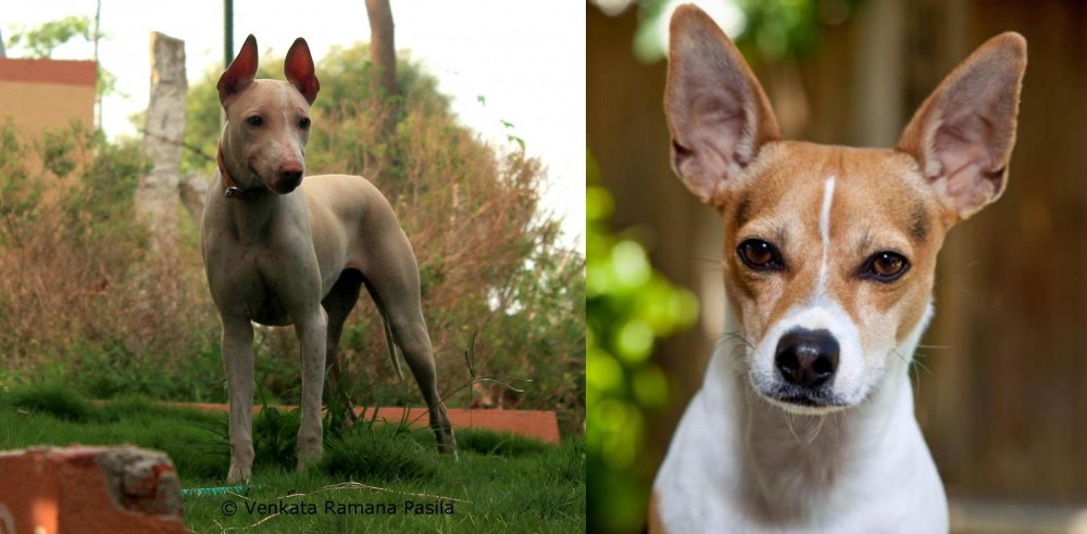 Rat Terrier vs Jonangi - Breed Comparison