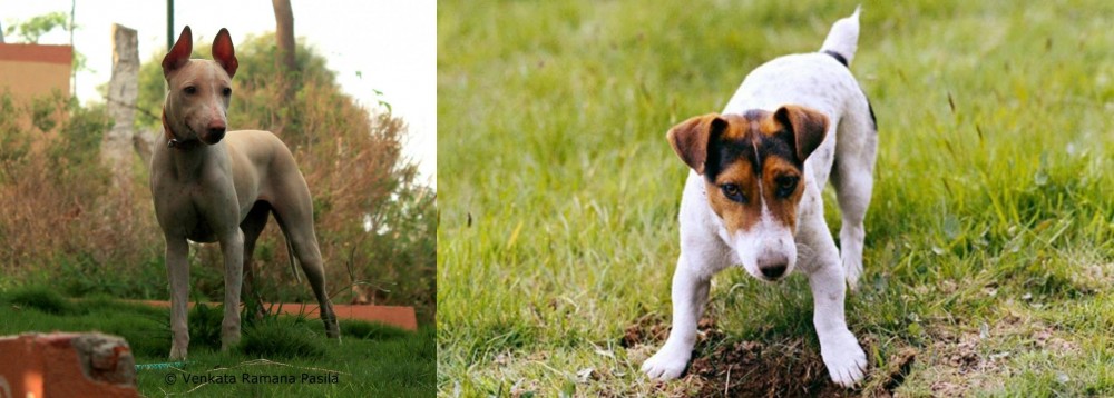 Russell Terrier vs Jonangi - Breed Comparison