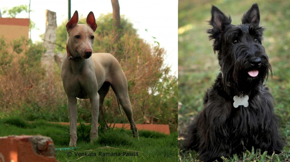 Scoland Terrier vs Jonangi - Breed Comparison