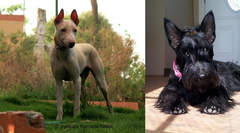 Scottish Terrier vs Jonangi - Breed Comparison