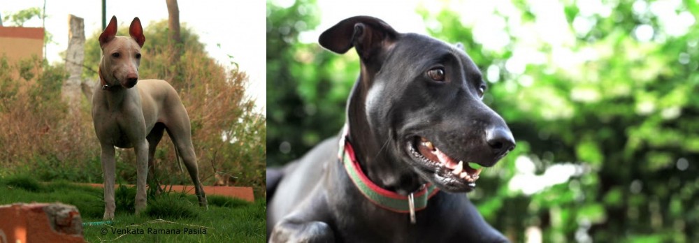Shepard Labrador vs Jonangi - Breed Comparison