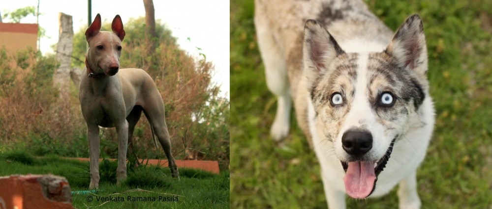 Shepherd Husky vs Jonangi - Breed Comparison