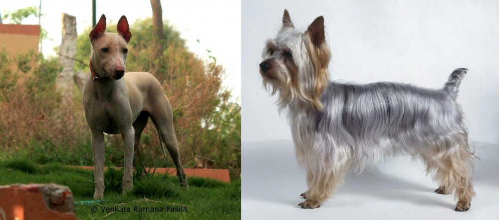 Silky Terrier vs Jonangi - Breed Comparison